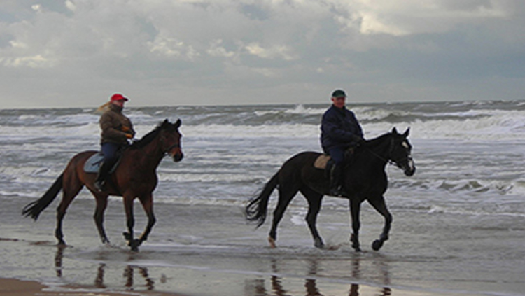 Relocate-Horseriding