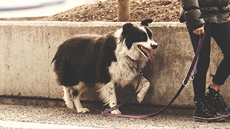 Relocate-Pet-Care