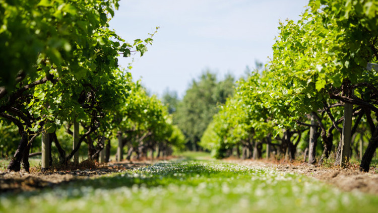 Relocate-Strip-winery