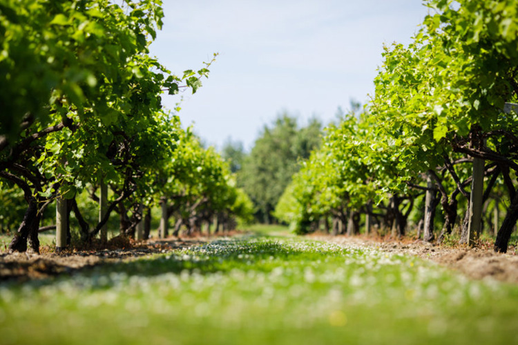 Relocate-Winery